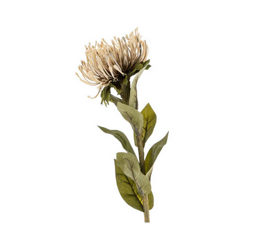 Pin Cushion Floral Stem Natural